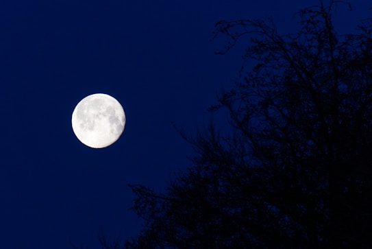 A full moon is prominently displayed against a dark blue night sky. Silhouetted tree branches appear on the right side, creating a serene and natural setting.
