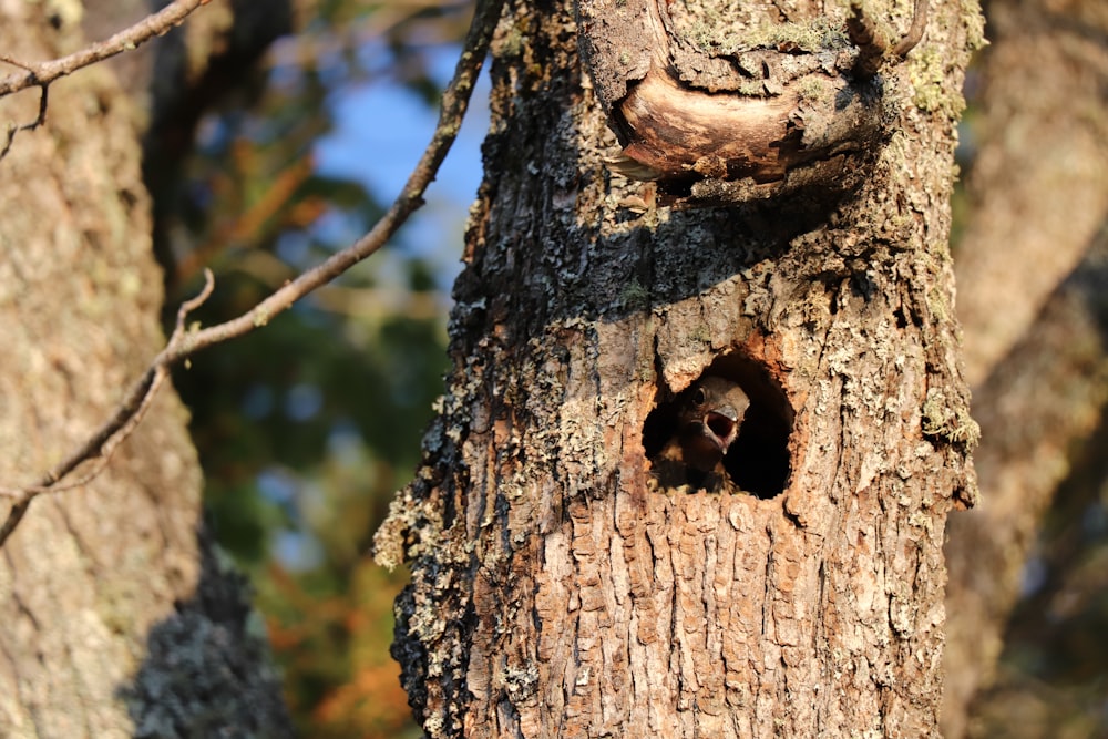 brown and black animal on brown tree during daytime