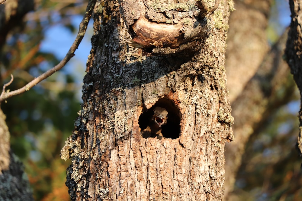 brown and black round ornament on brown tree