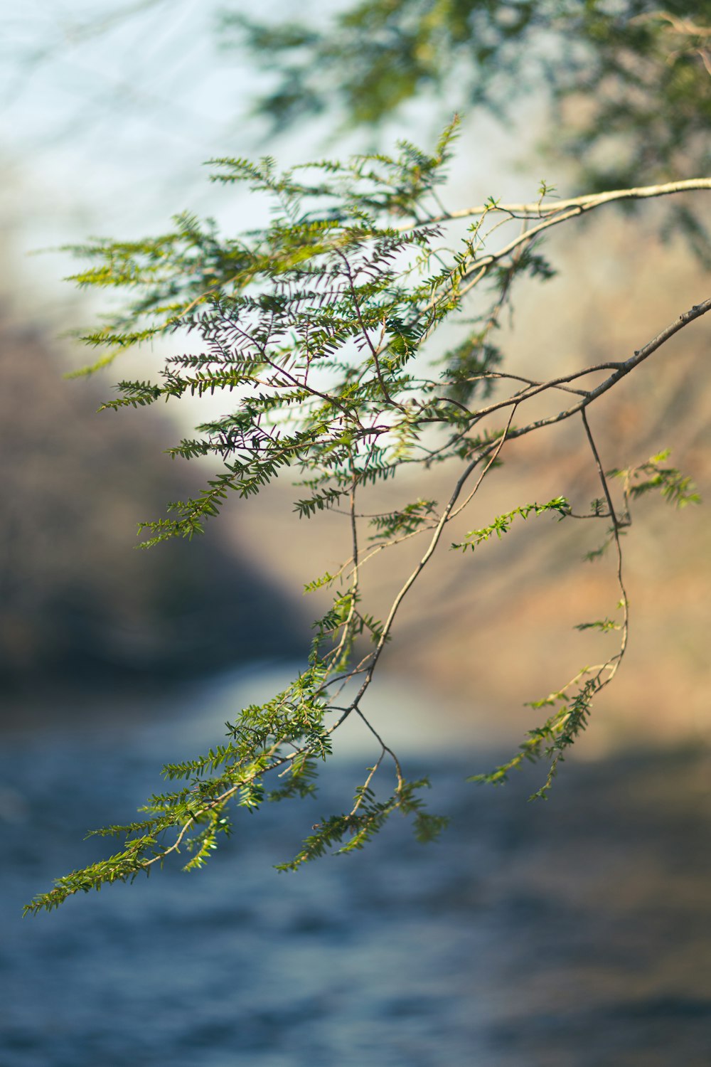 green leaf tree in tilt shift lens