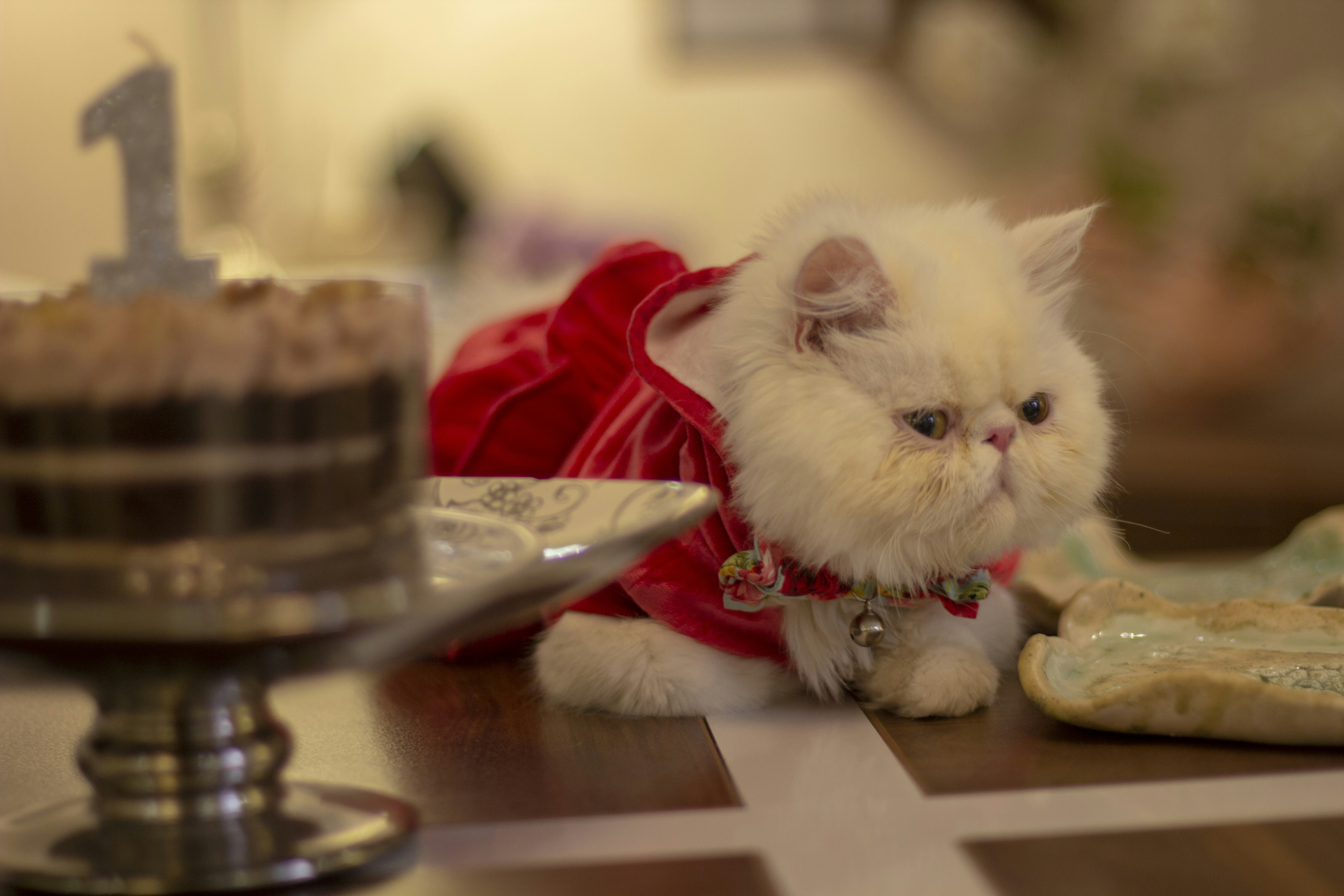 white cat in red and white santa hat