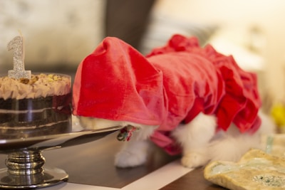 A small white dog wearing a red velvet outfit is sitting next to a small round chocolate cake with cream and a glittering candle shaped like the number one. The dog appears to be curiously looking at the cake which is placed on a metallic stand.