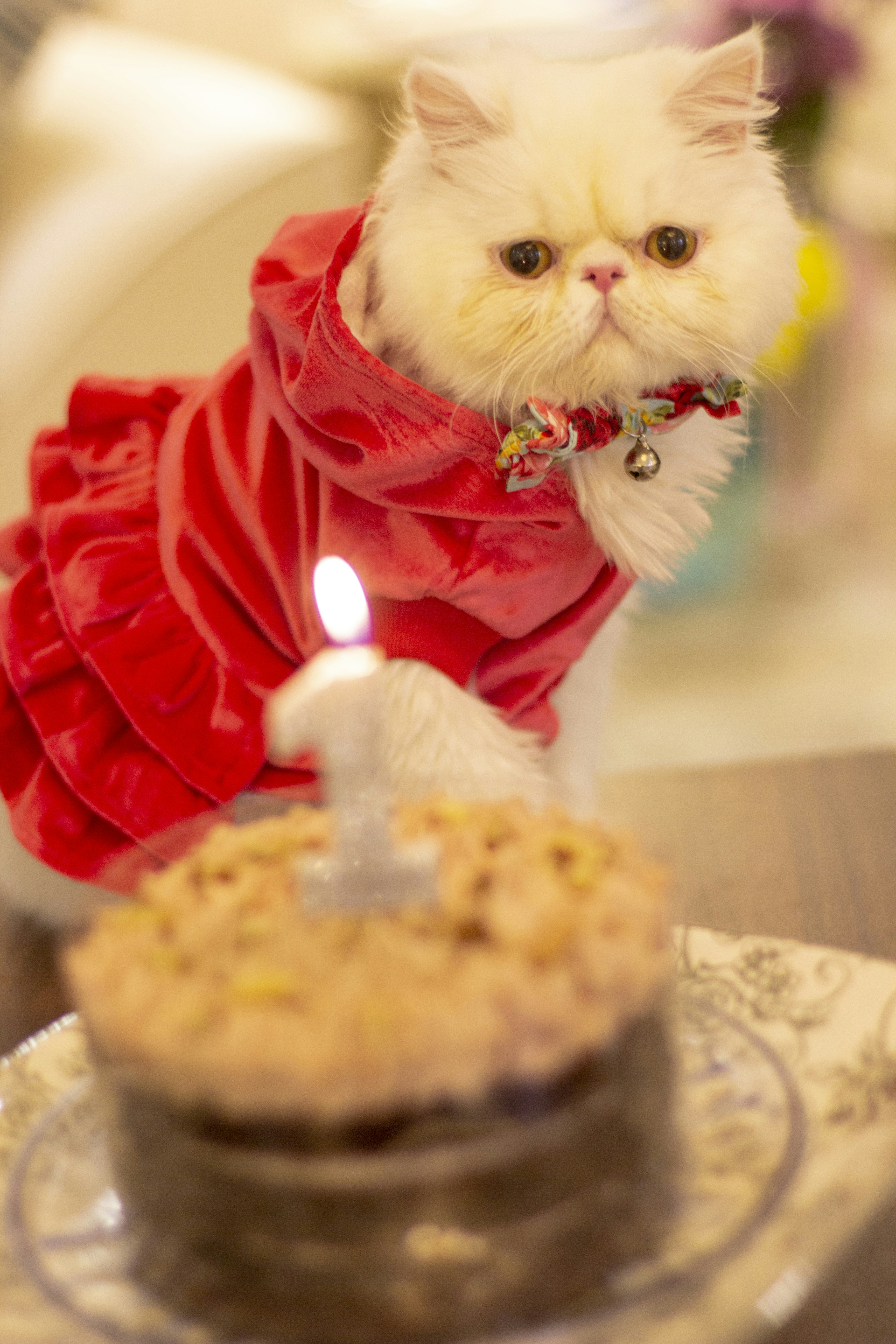 white and brown cat in red and white santa hat