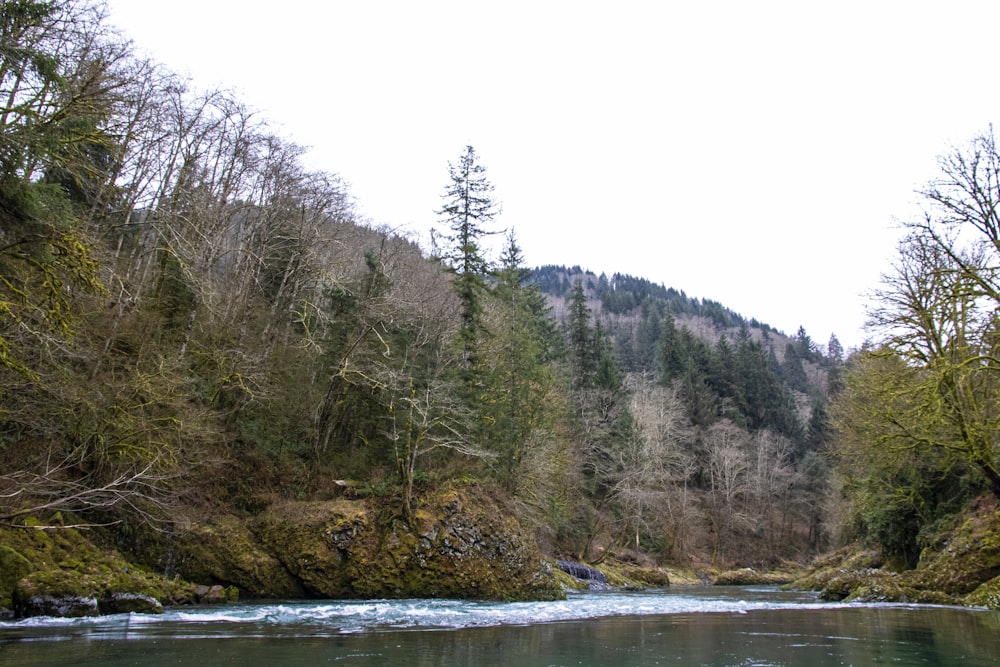 green trees near body of water during daytime