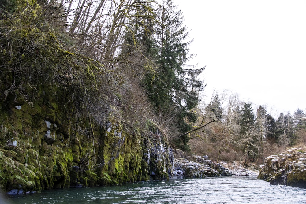 green trees beside body of water during daytime