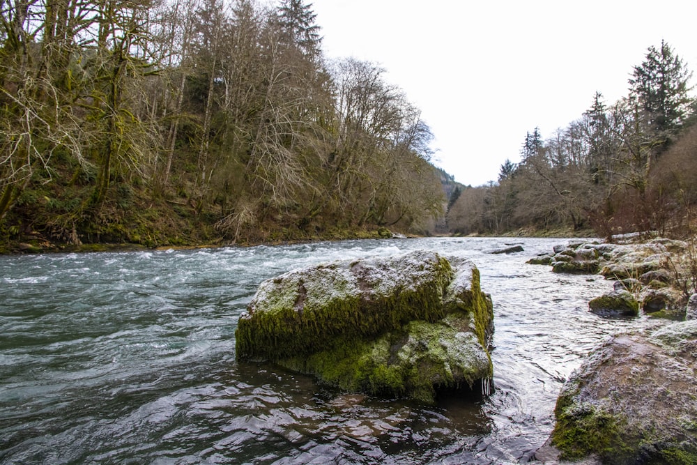 green moss on brown rock near river during daytime