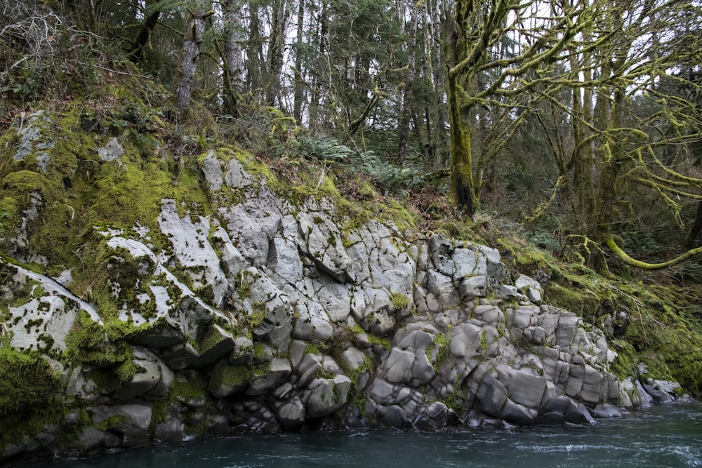 green trees beside river during daytime