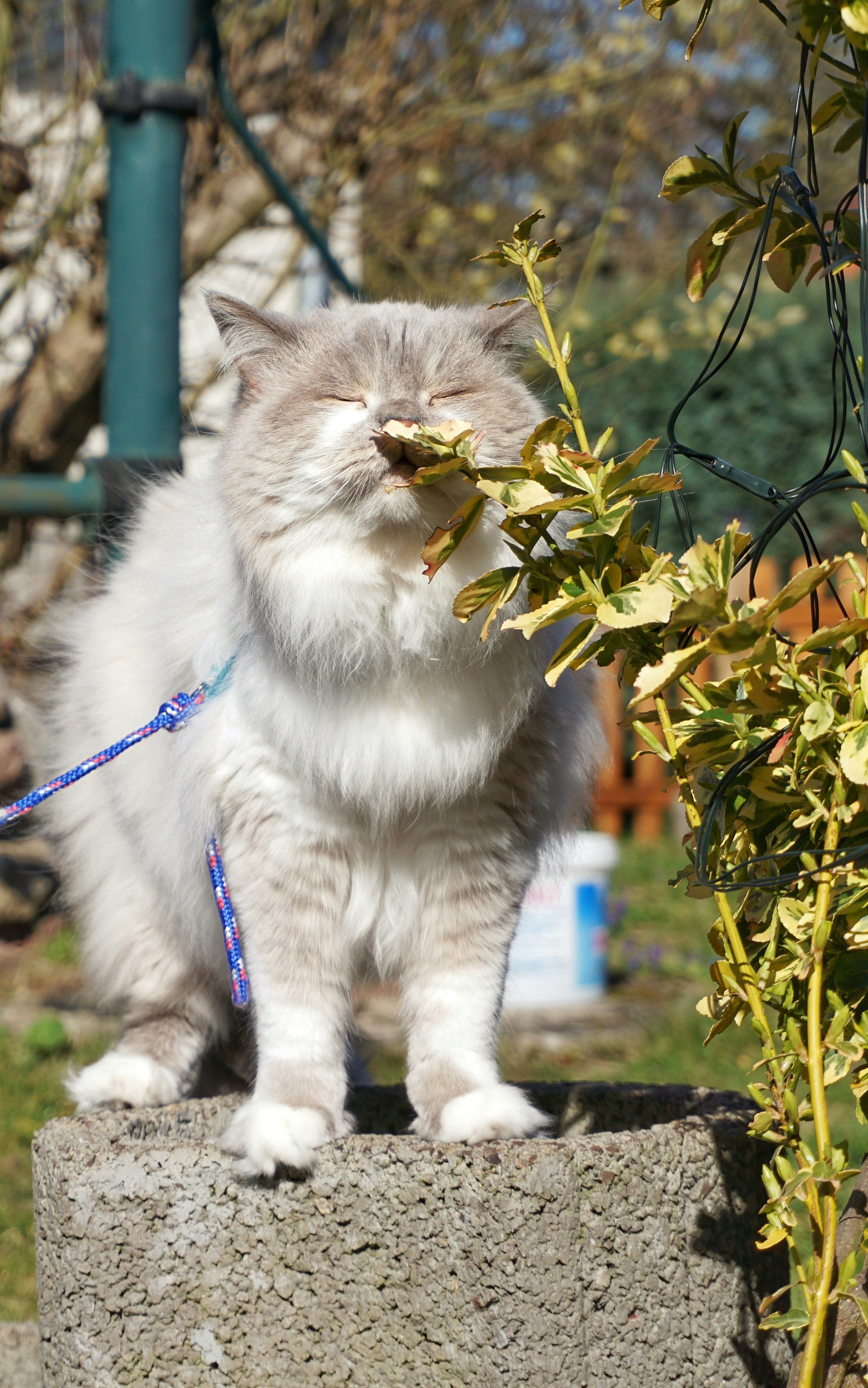 white and gray long fur cat