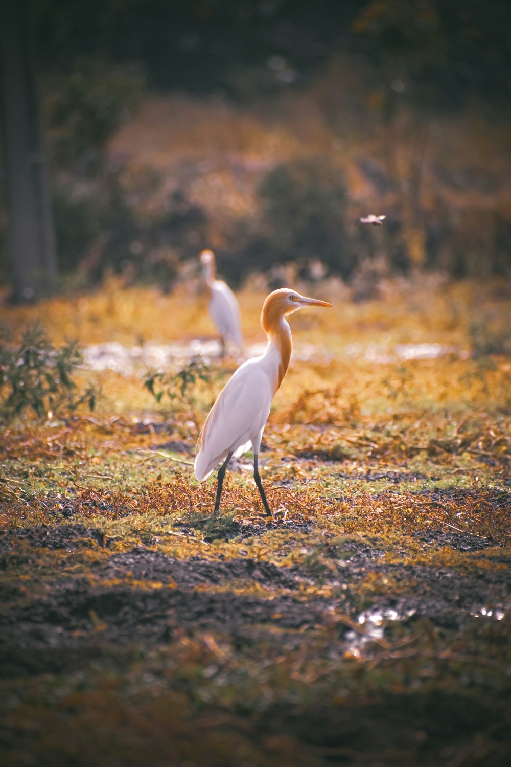 white bird on brown grass field during daytime