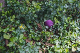A brightly colored yellow and purple object is partially hidden among dense green foliage. The bush's leaves are glossy and vibrant, creating a lush backdrop for the objects. The image captures a sense of discovery.