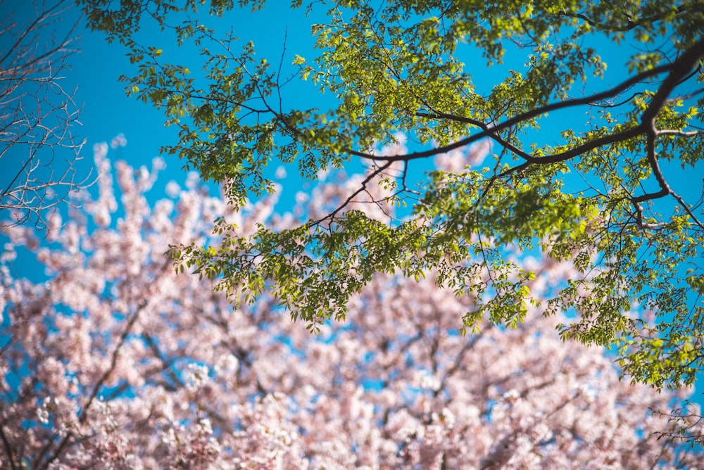 white cherry blossom tree under blue sky during daytime