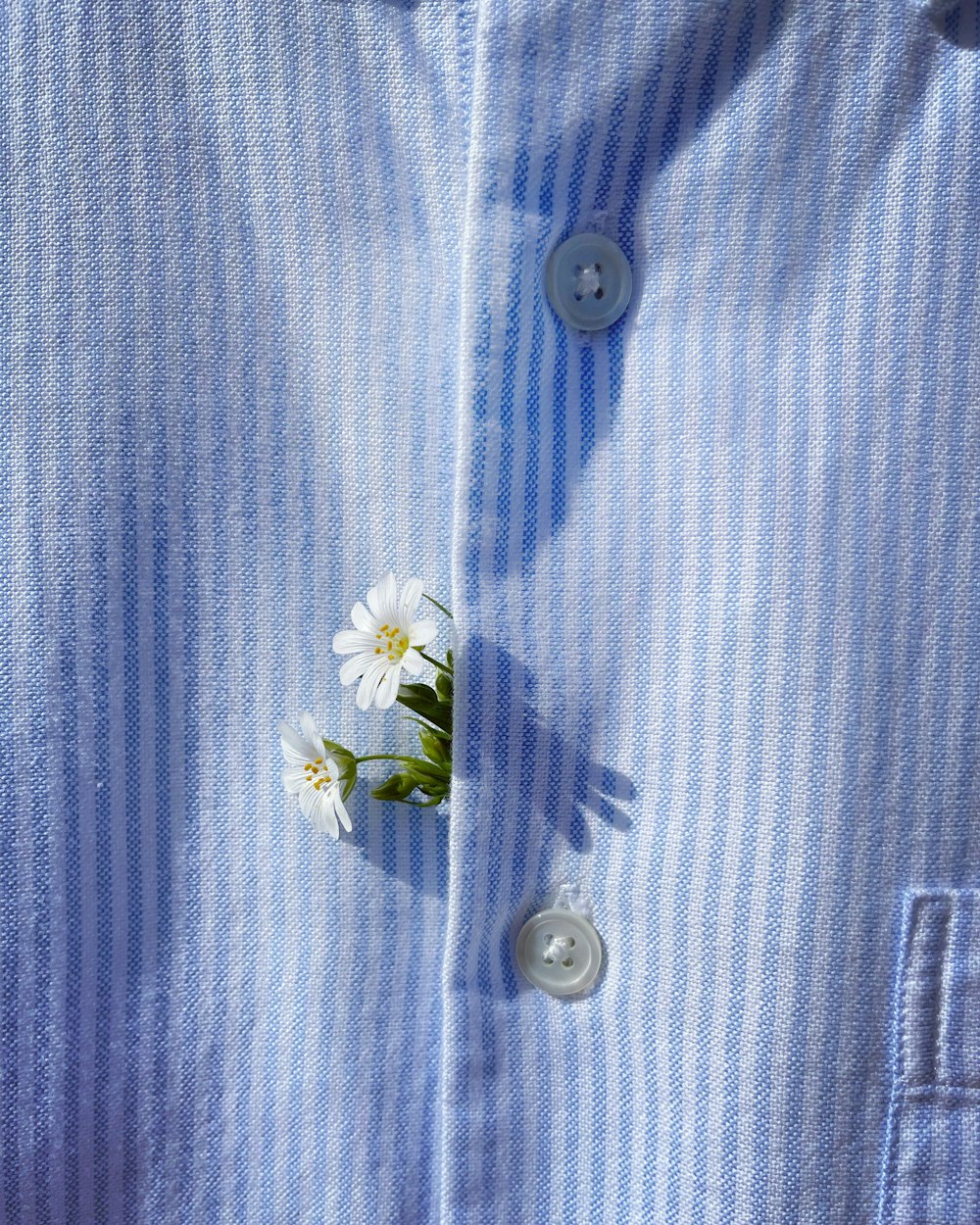 blue and white button up shirt
