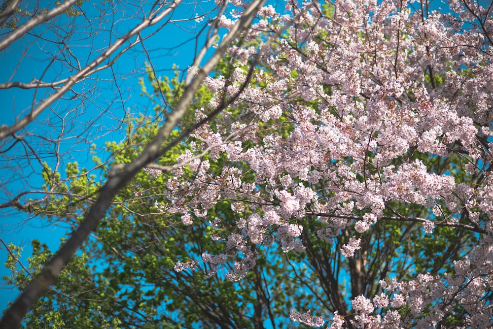 white cherry blossom tree under blue sky during daytime