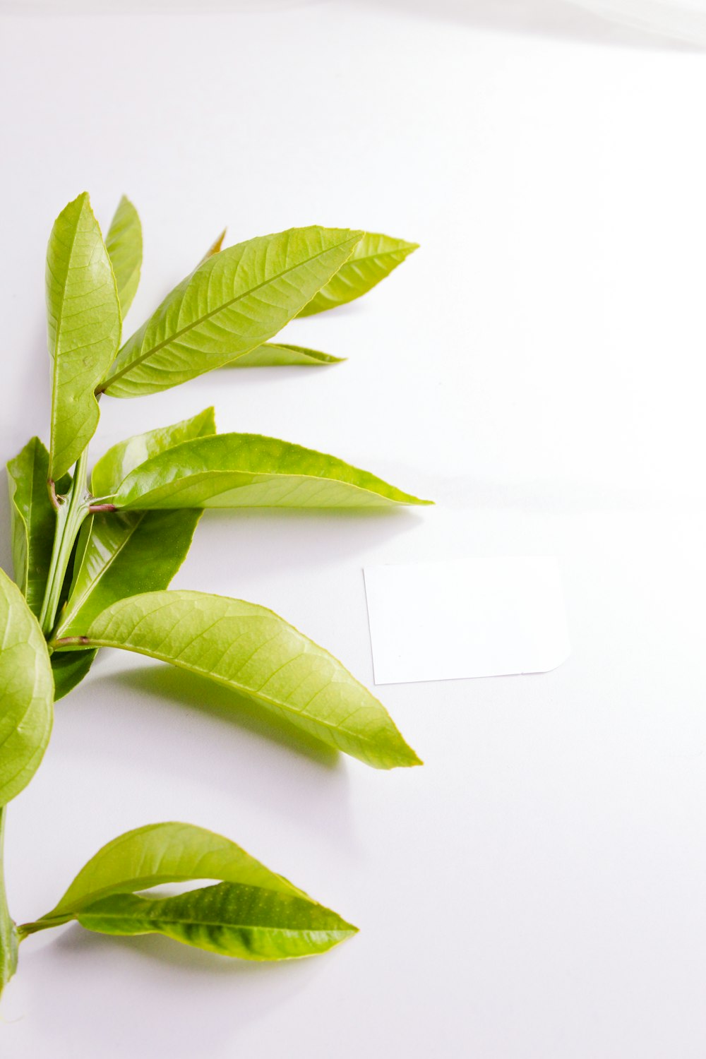 green leaves on white table