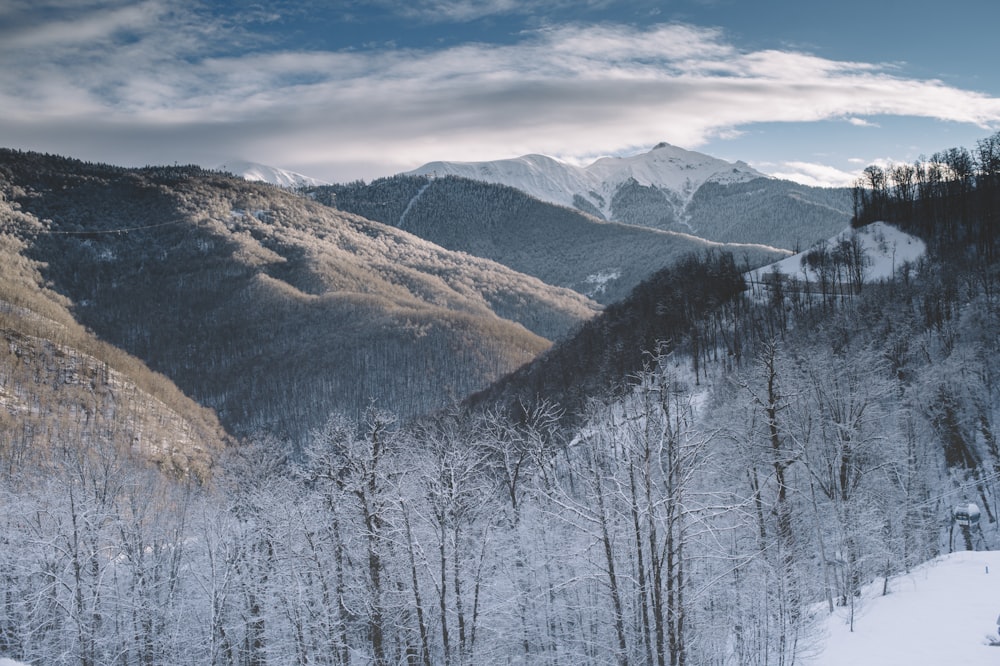 árvores e montanhas cobertas de neve durante o dia