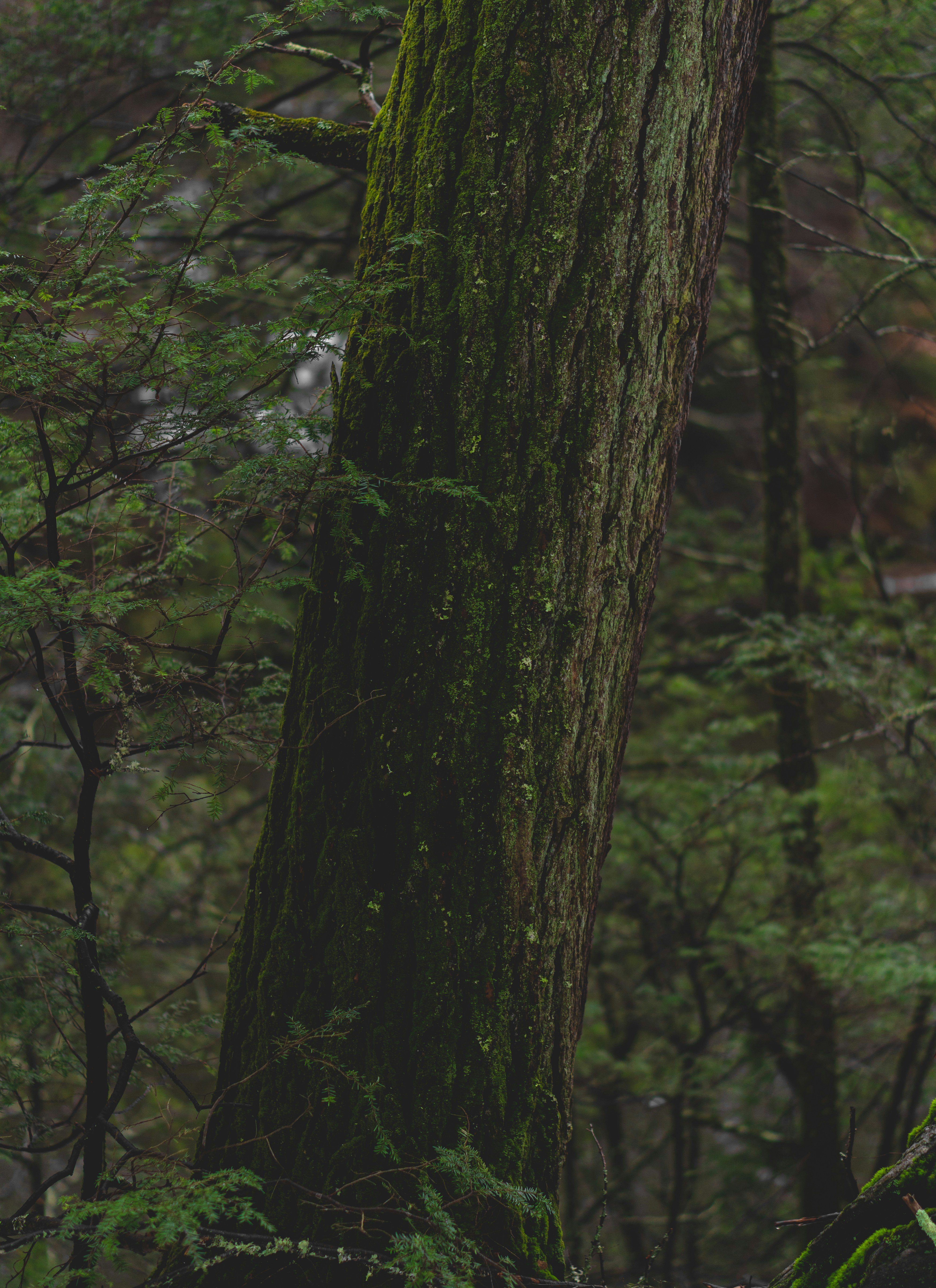 green moss on brown tree trunk