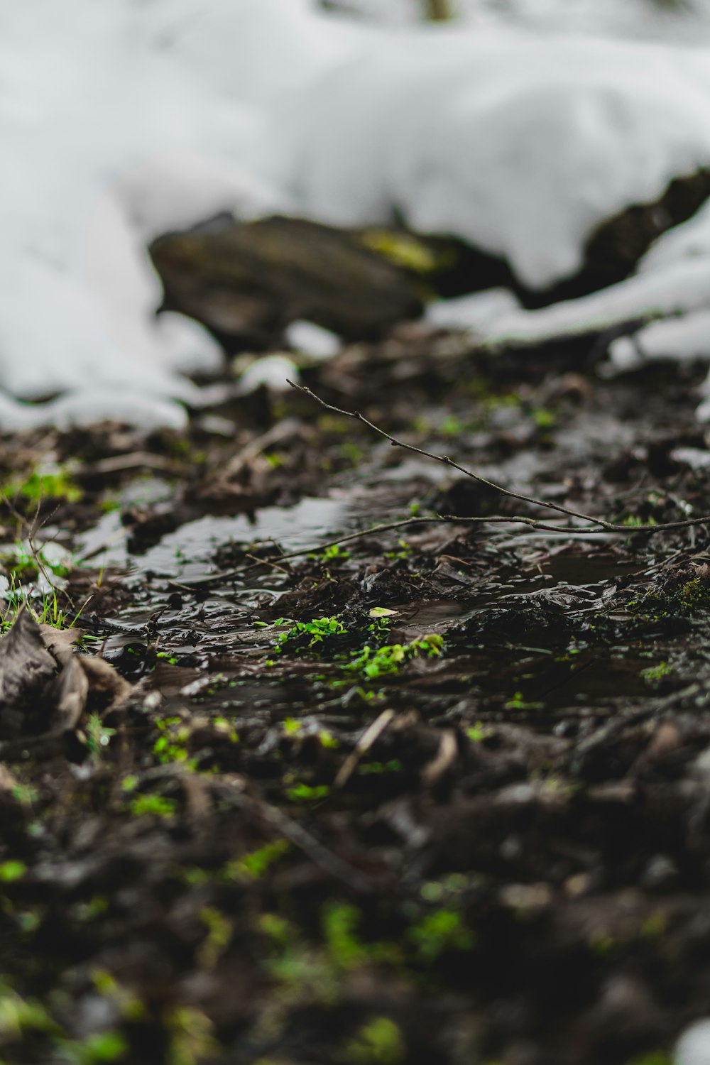 water droplets on brown dried leaves