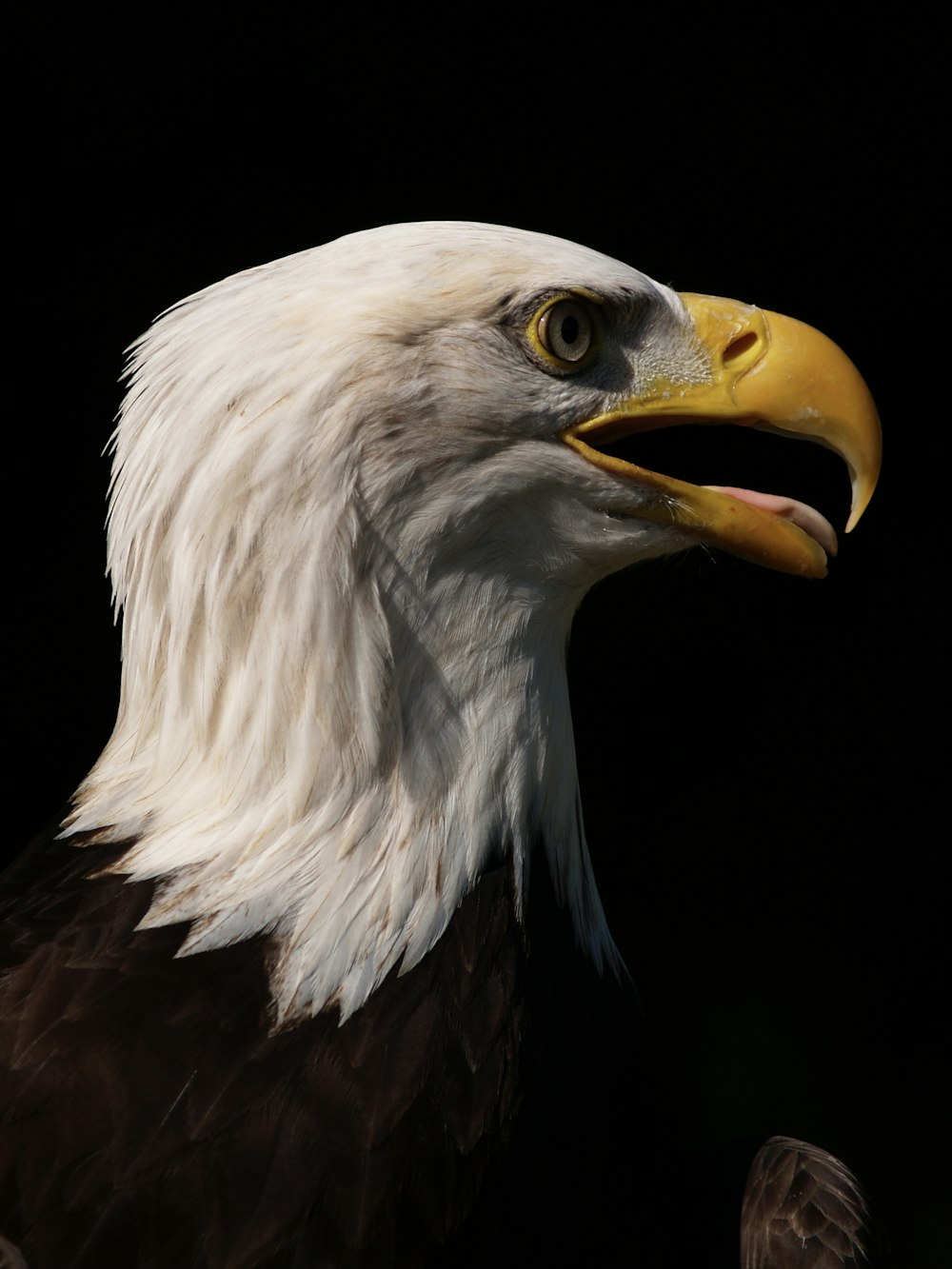 white and black eagle with black background