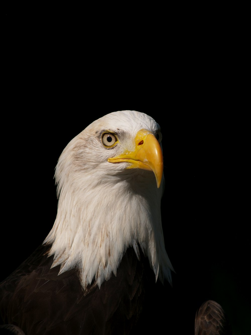 white and brown eagle illustration