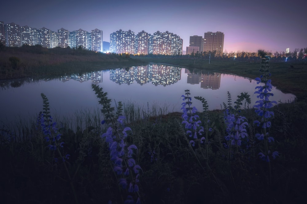 purple flowers near body of water during night time