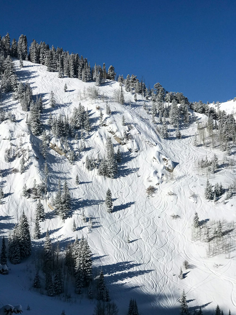 white dog on snow covered ground during daytime