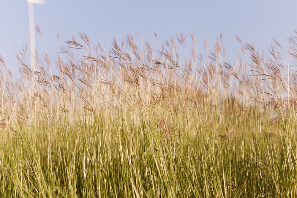 green grass field during daytime