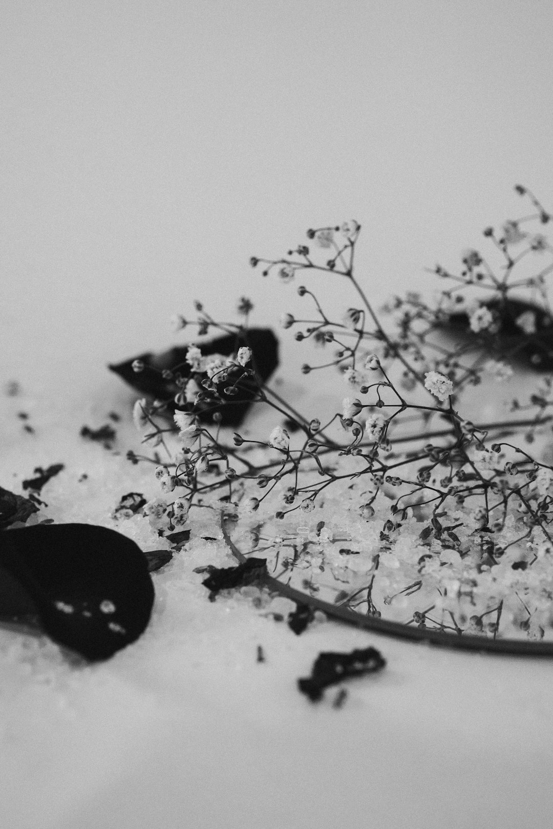 black and white butterfly on white flower