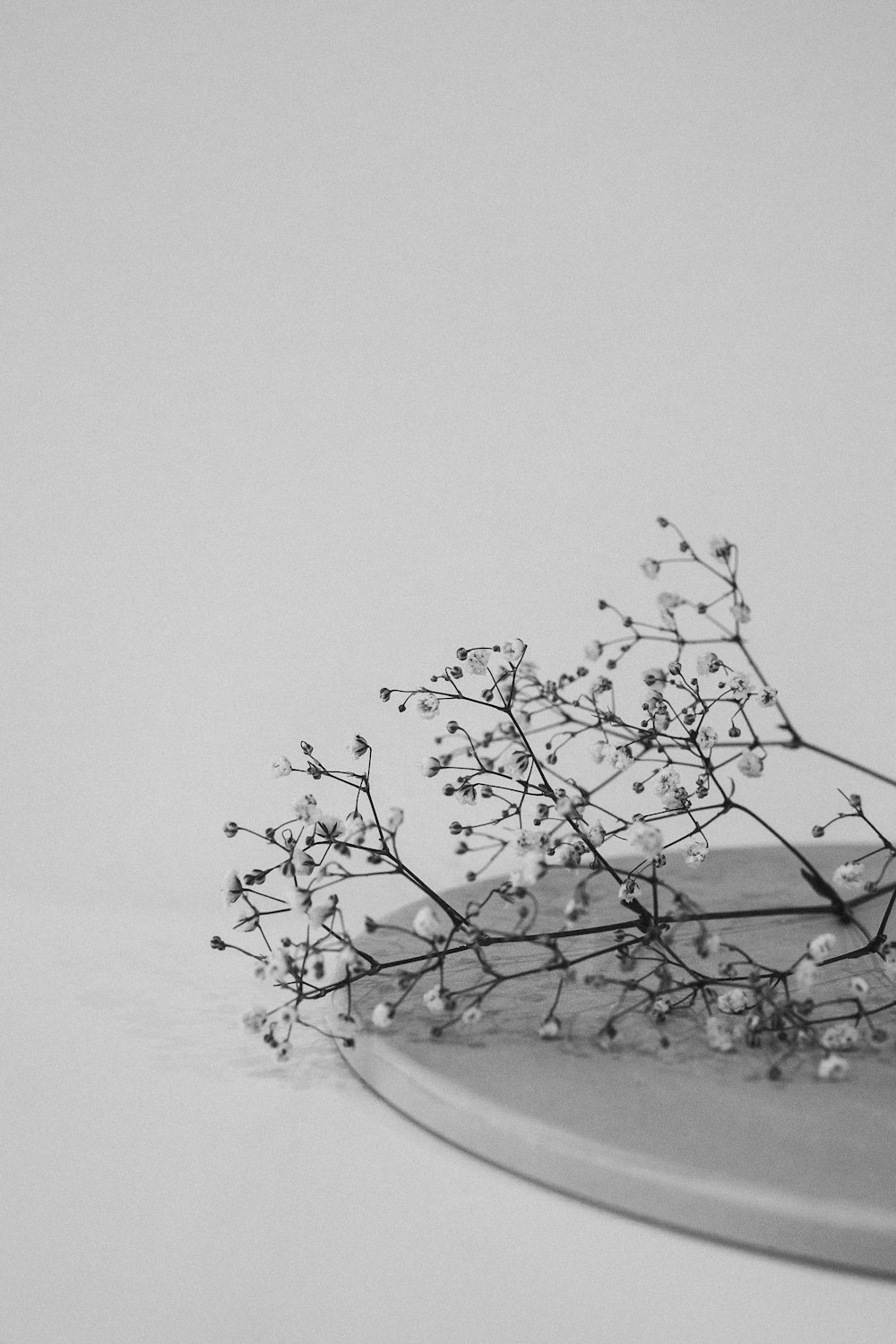 leafless tree covered with snow