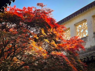 A sunlit maple tree with vibrant orange and yellow leaves symbolizing warmth and renewal.