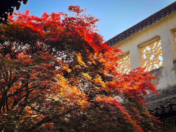 A sunlit maple tree with vibrant orange and yellow leaves symbolizing warmth and renewal.