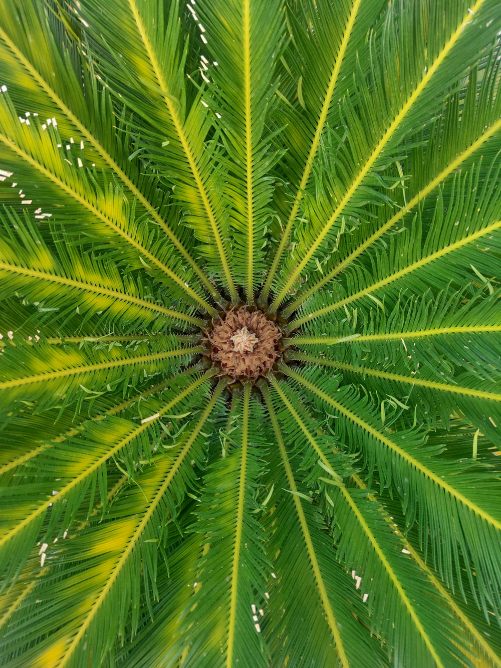 green palm plant during daytime