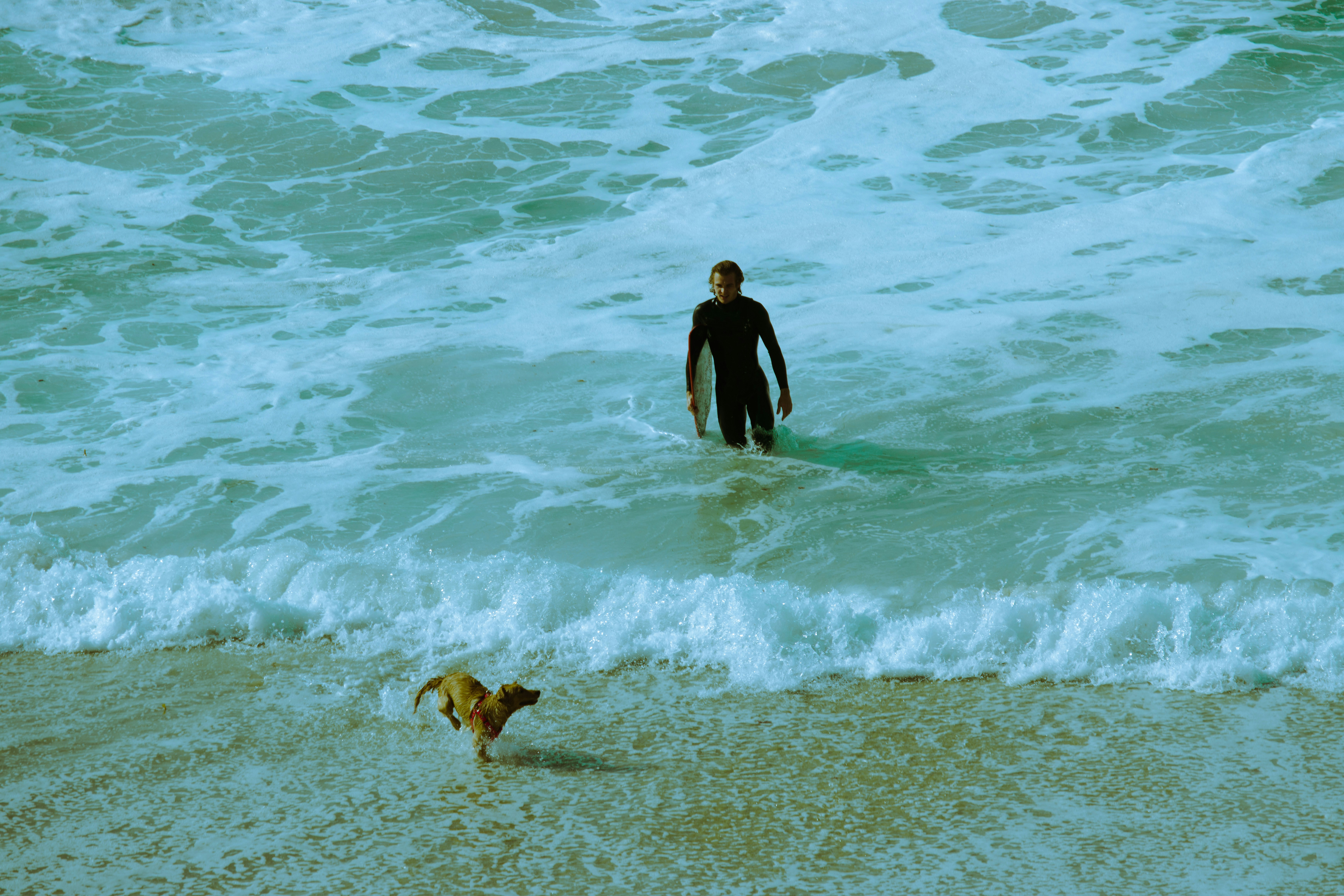 man in black wet suit walking on beach with brown short coated dog during daytime