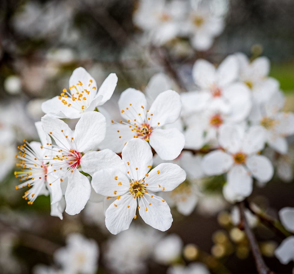 white cherry blossom in bloom during daytime