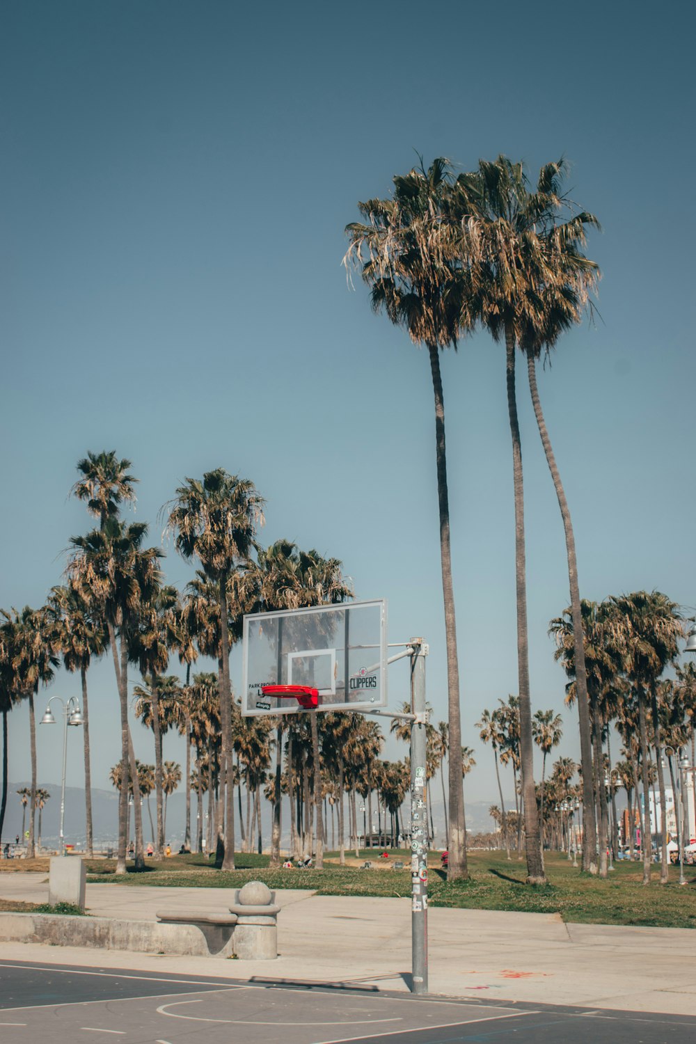 white and red basketball hoop near palm trees during daytime