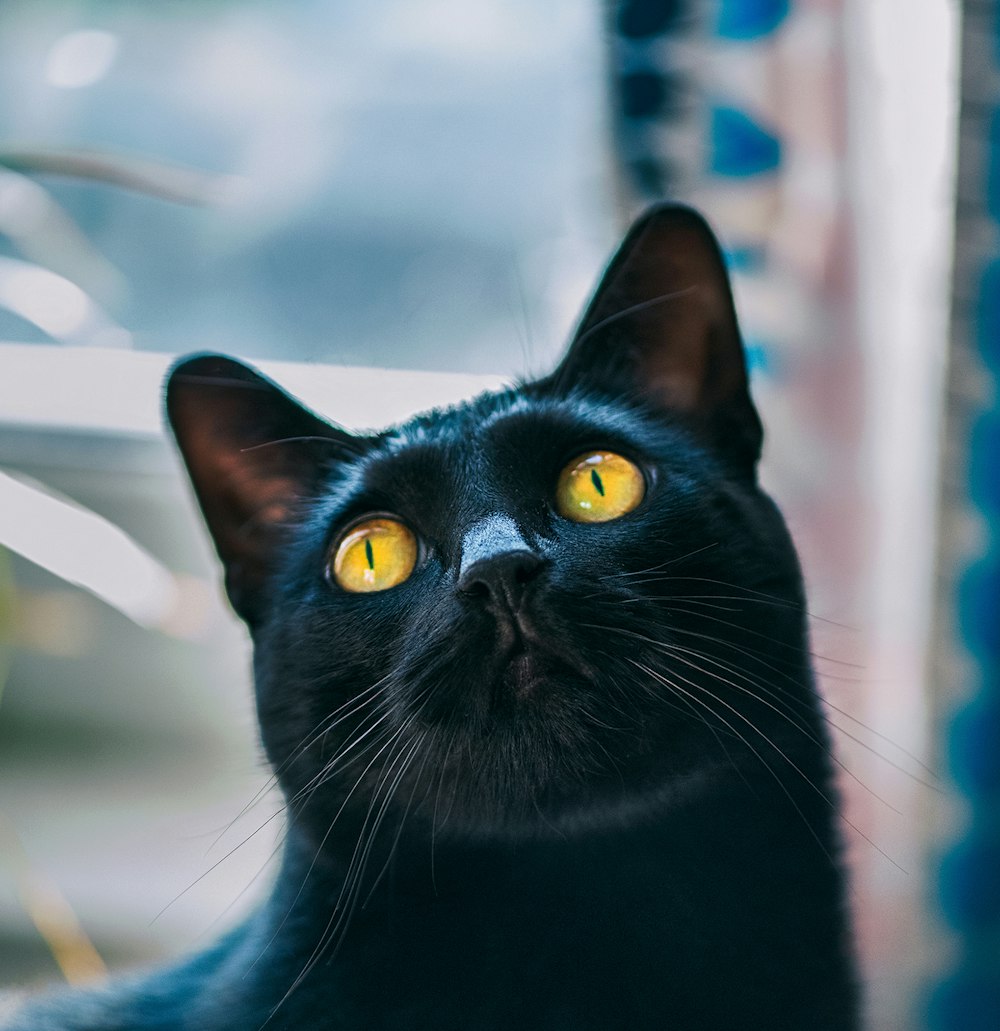 Schwarze Katze schaut in die Kamera