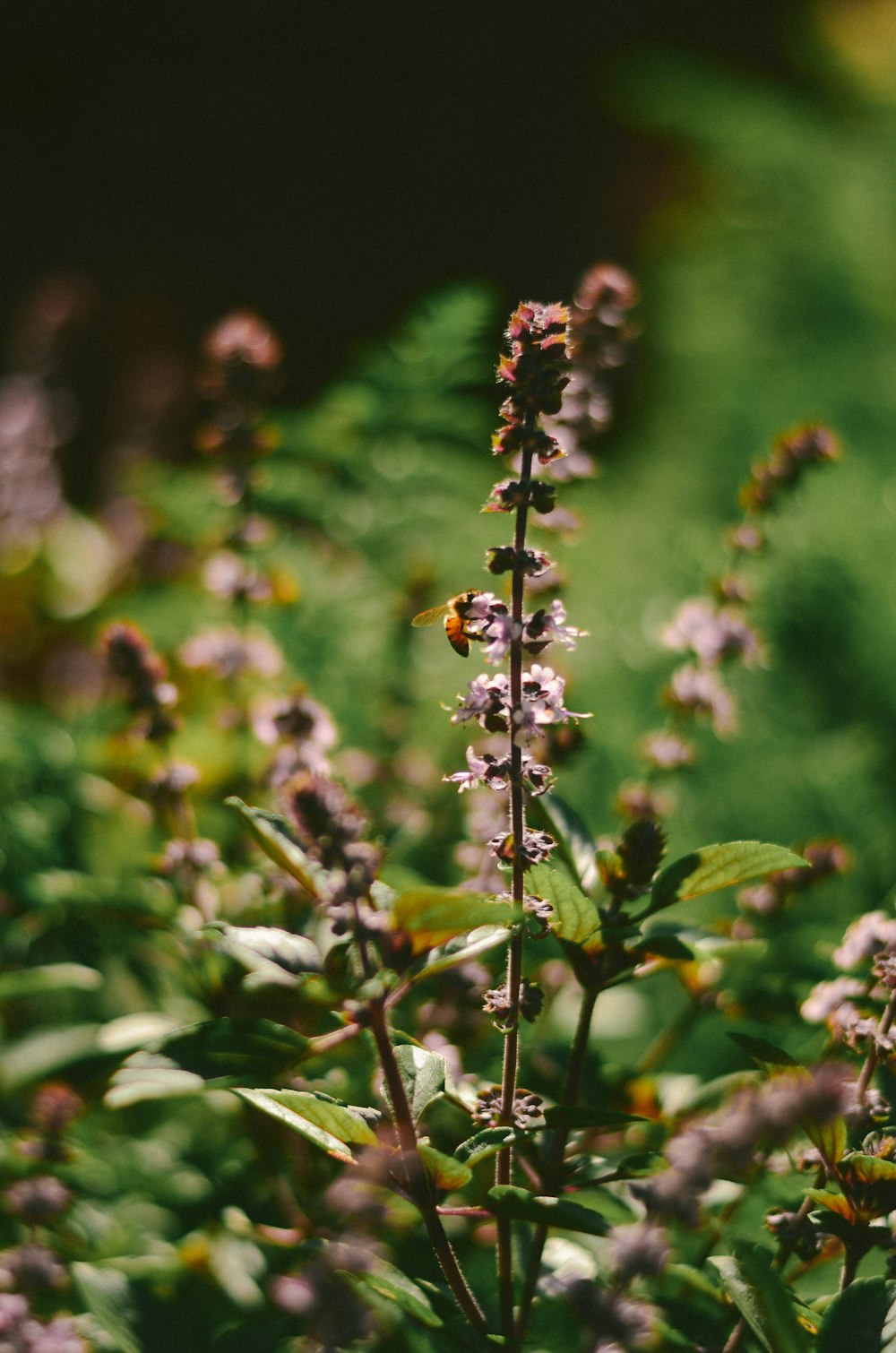 green and brown plant in tilt shift lens