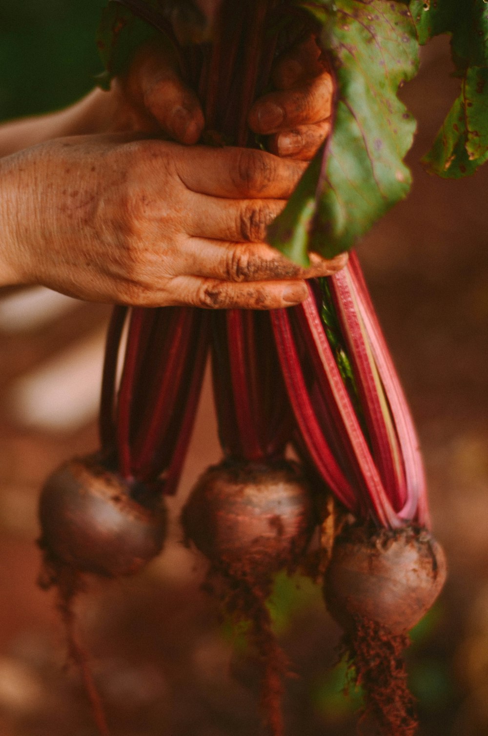 person holding red and green plant