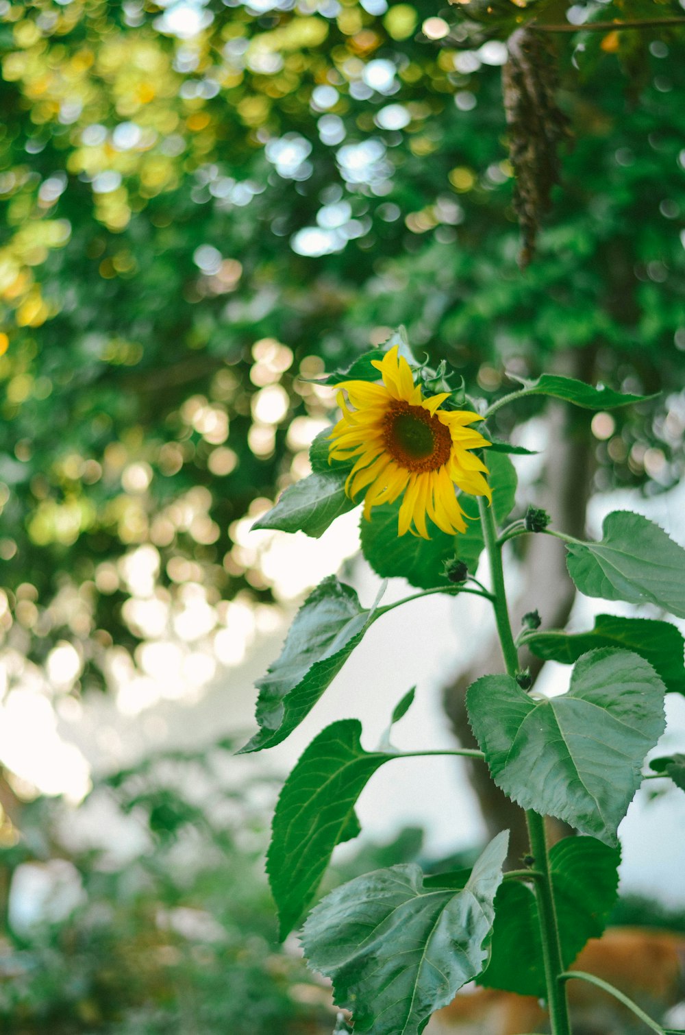 yellow sunflower in tilt shift lens