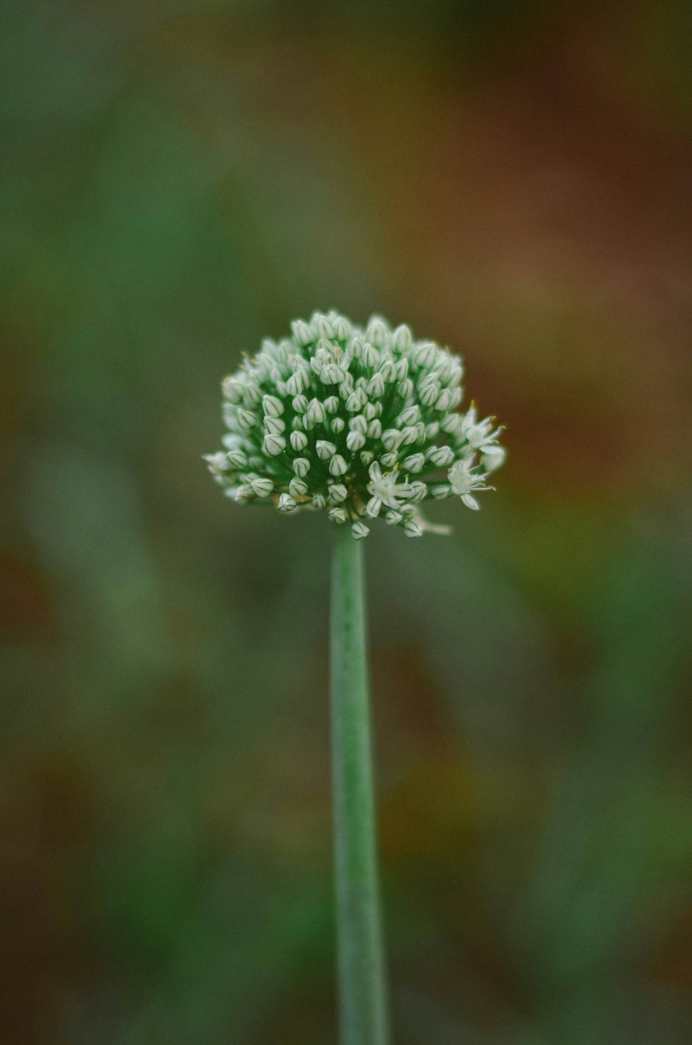 white flower in tilt shift lens