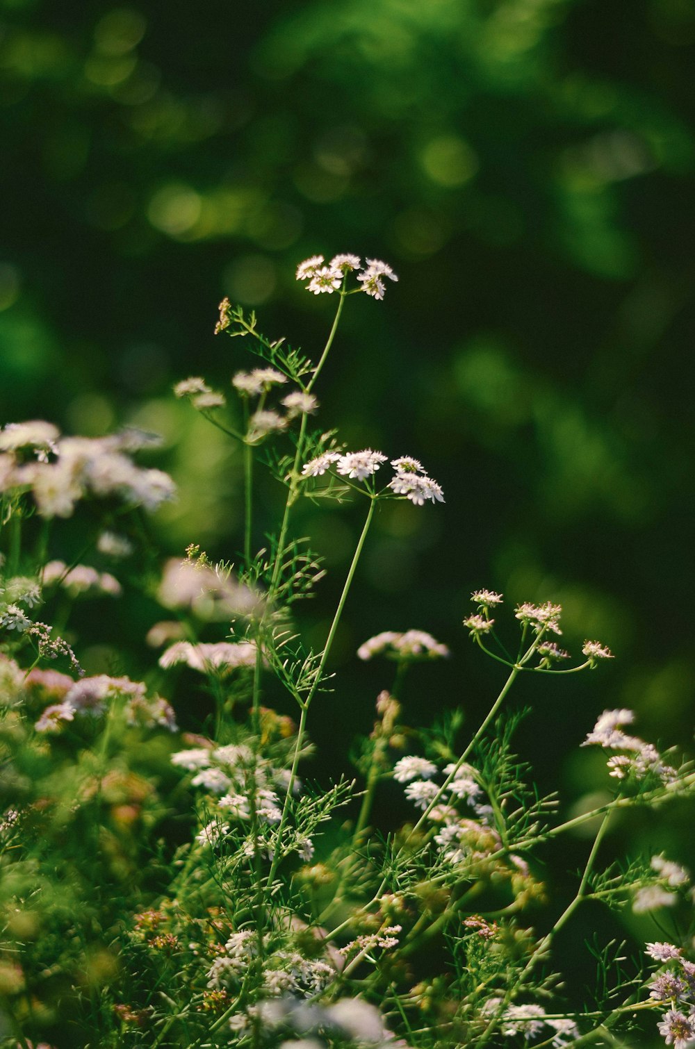 white and yellow flower in tilt shift lens