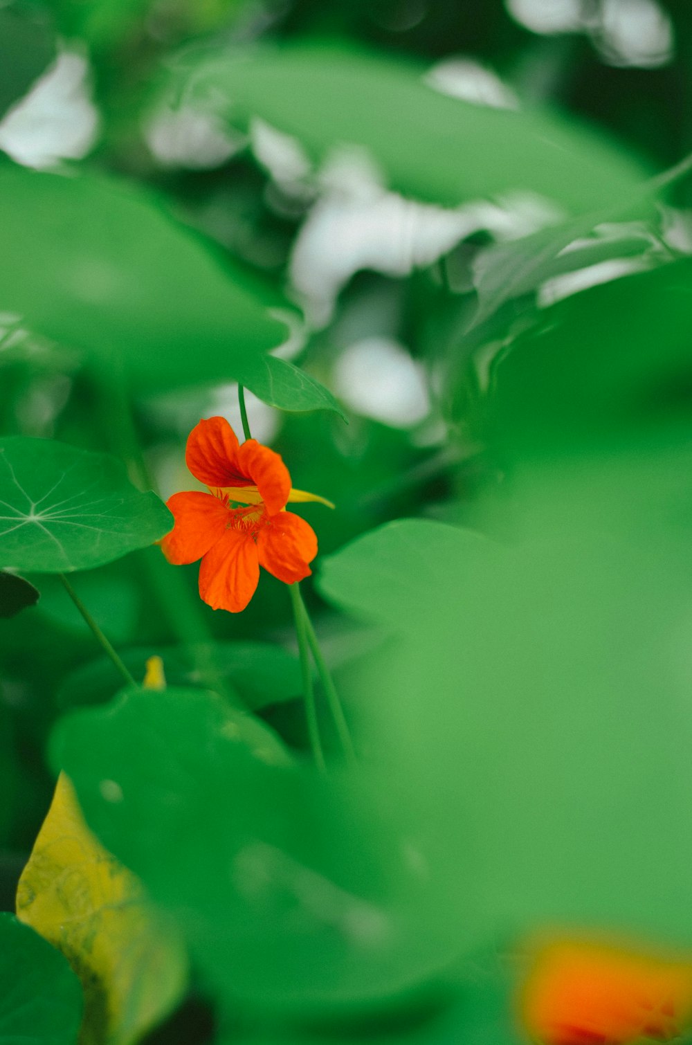 red flower in tilt shift lens