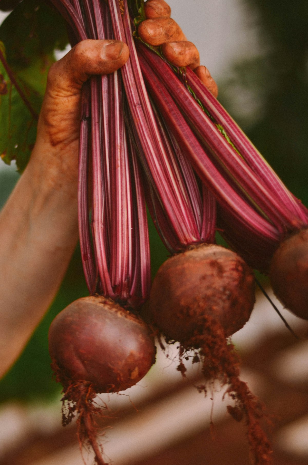 Diced Beet Appetizer With Arugula Pesto