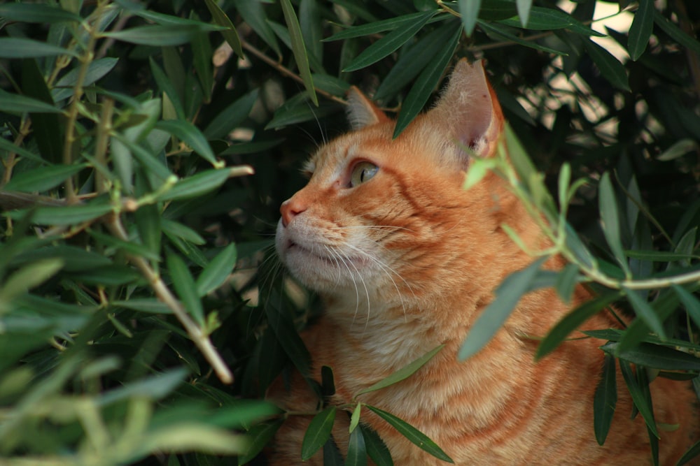 緑の葉の上のオレンジ色のぶち猫