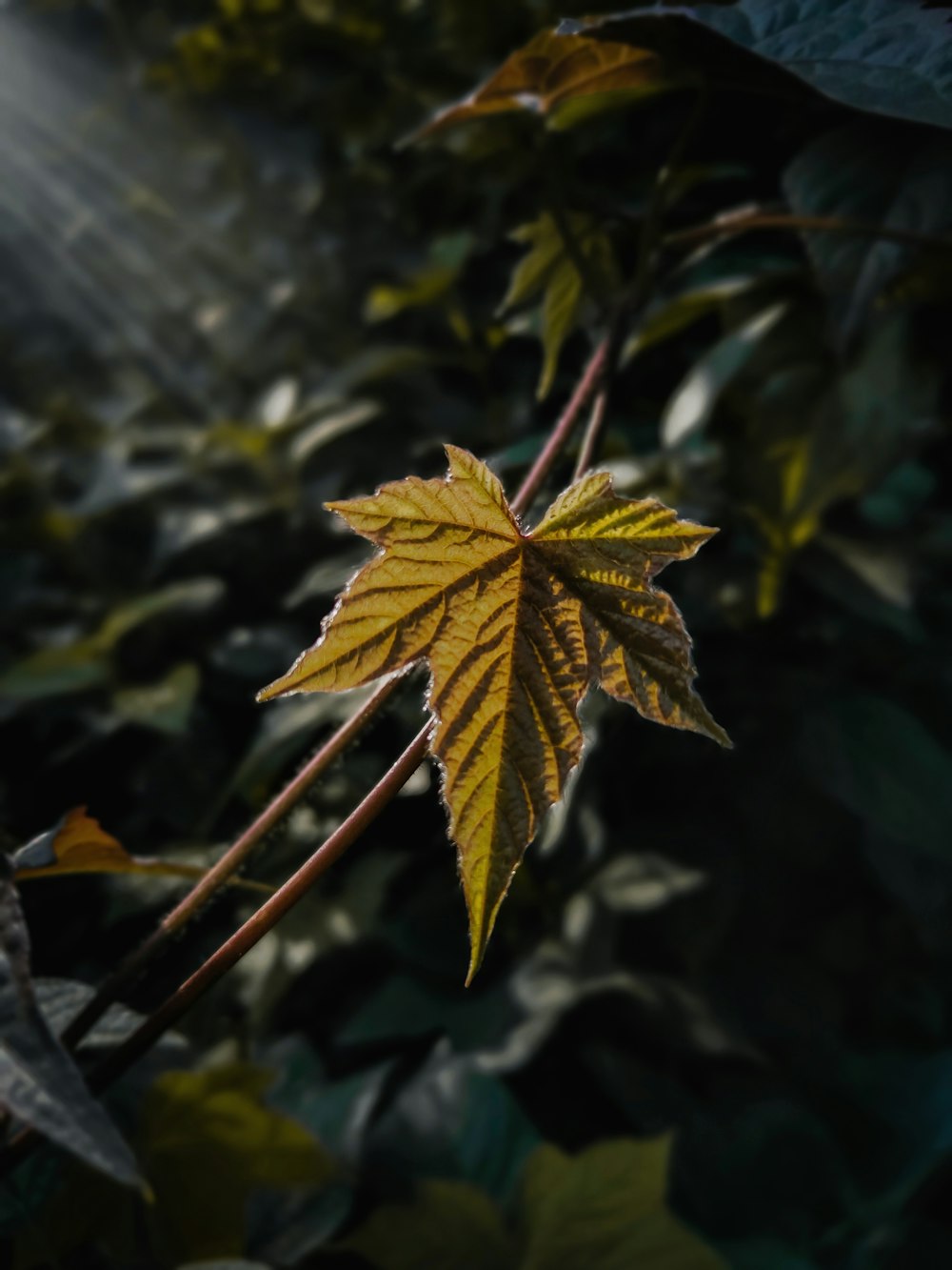 green and brown leaf plant