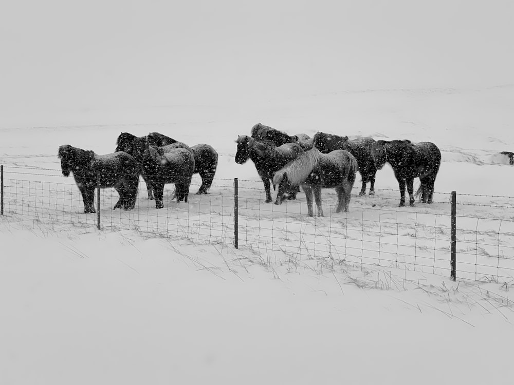 grayscale photo of horses on snow covered field