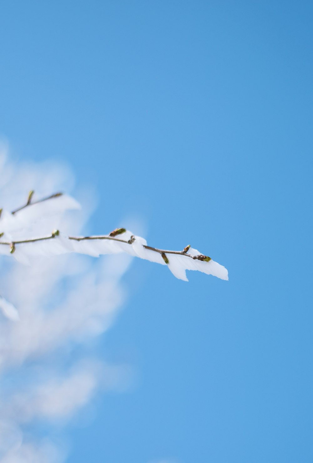 white and black bird flying under blue sky during daytime