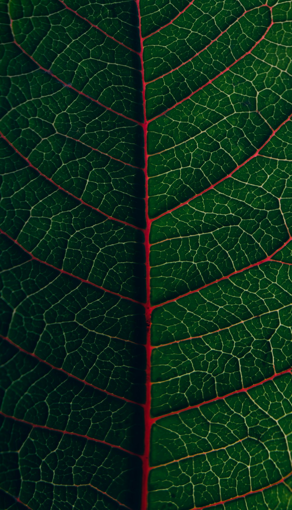 green leaf in close up photography