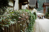 Volunteers planting trees along a village street