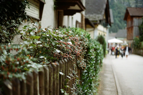 Volunteers planting trees along a village street