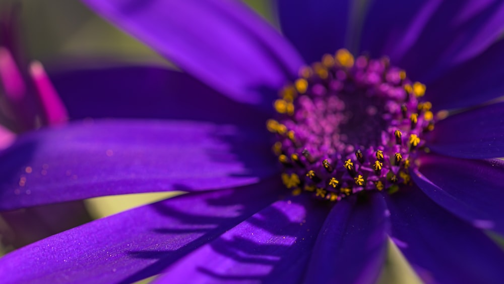 purple flower in macro shot